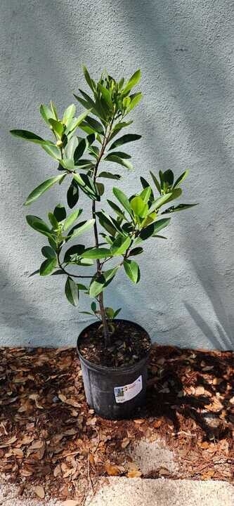 Loblolly Bay Trees - 3 Live Gordonia Lasianthus Plants | Evergreen ...