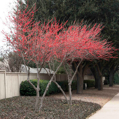 Meadow Beauty Possum Haw (Ilex decidua)