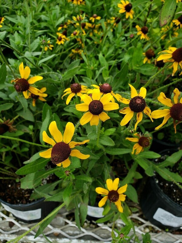 Black Eyed Susan (Black-eyed)