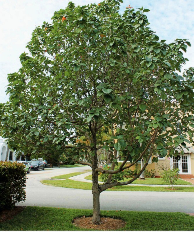 Geiger Tree