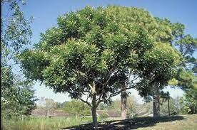 Soapberry