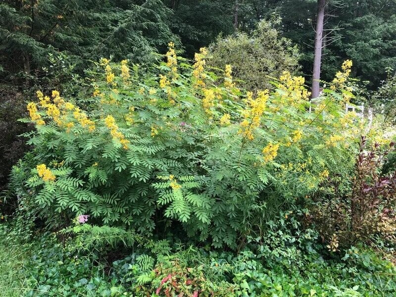 Maryland Senna