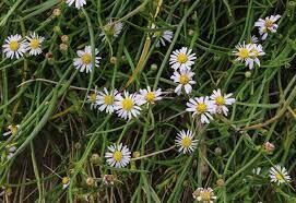 Saltmarsh Aster  Salt Marsh Aster