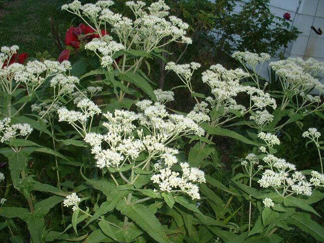 Boneset (Eupatorium perfiolatum)