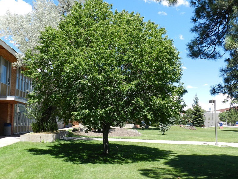 Black Cherry (serotina)