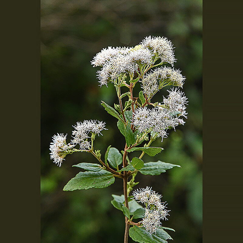 Florida Thoroughwort