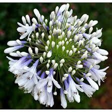 Queen Mum Agapanthus (Lily of the Nile)