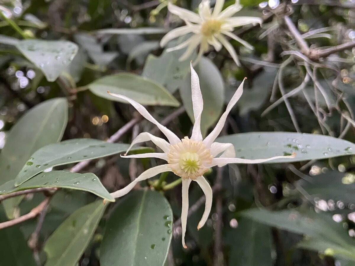 White Anise