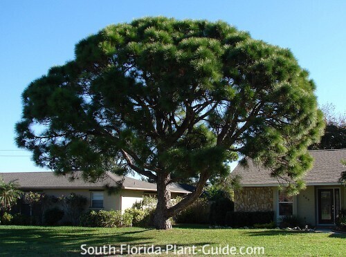 Densa South Florida Slash Pine