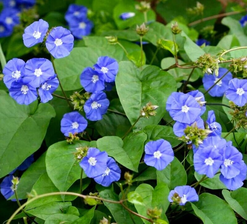 Skyblue Clustervine (Key West Morning Sky blue)
