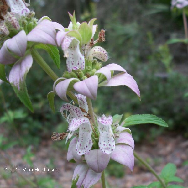 Dotted Horsemint - 1g