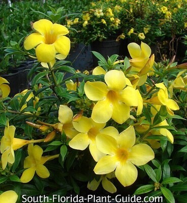 Dwarf Allamanda