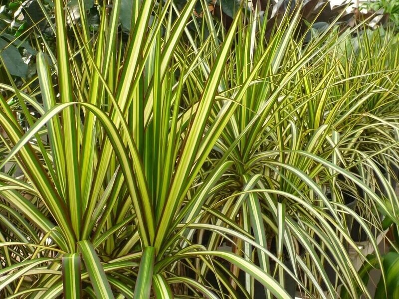 Dracaena