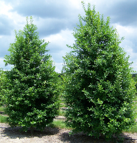 Eagleston Holly