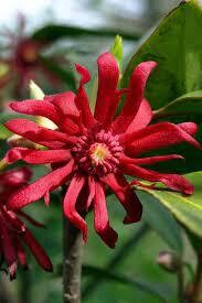 Florida Red Anise