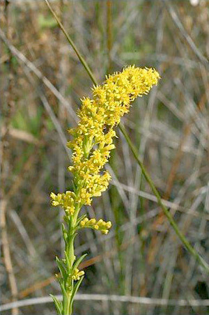 Slender Goldenrod (Wand)