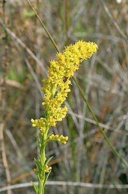 Slender Goldenrod (Wand)