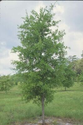 Bluejack Oak