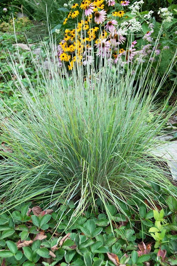 Little Bluestem (Schizachyrium scoparium)