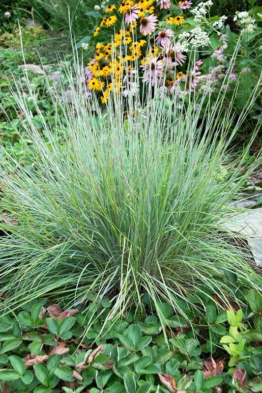Little Bluestem (Schizachyrium scoparium)