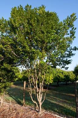 Black Ironwood