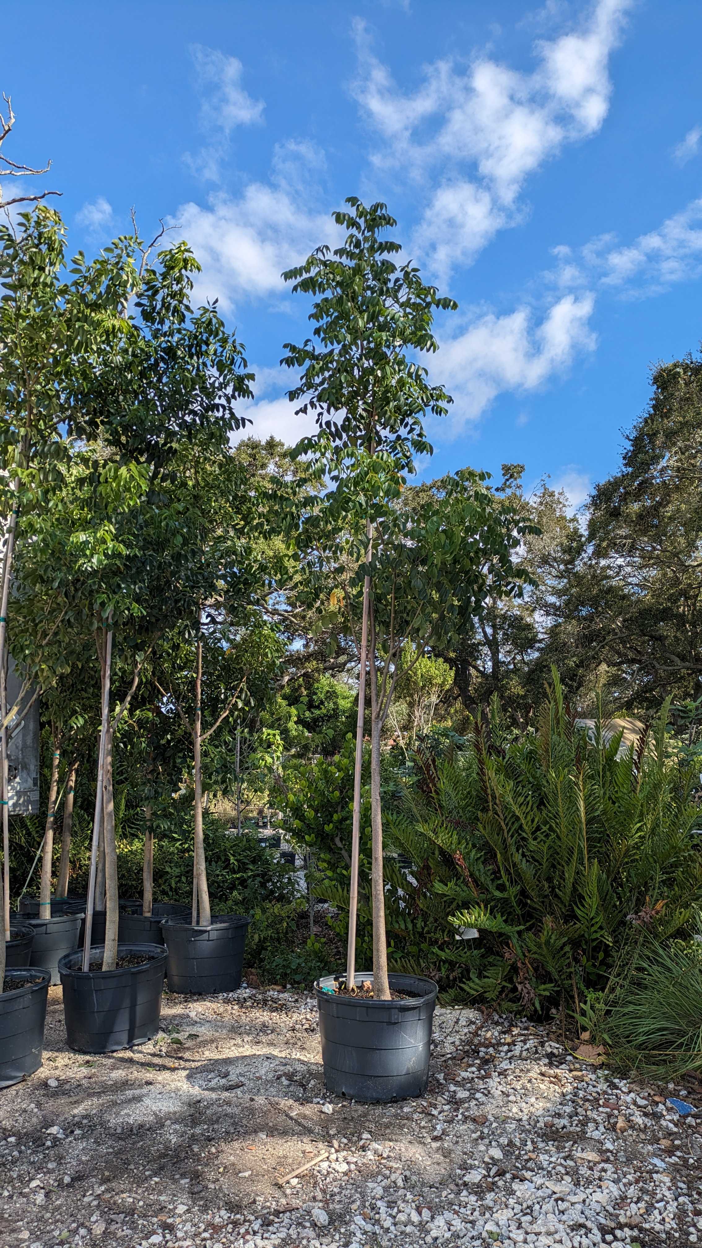 Gumbo Limbo