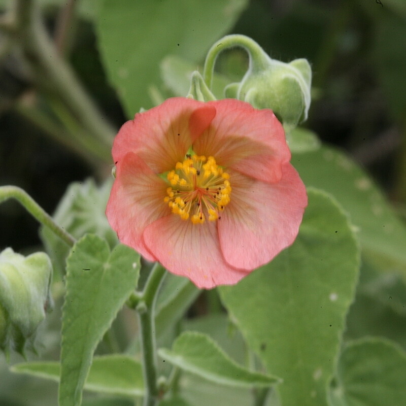 Mauve Abutilon 