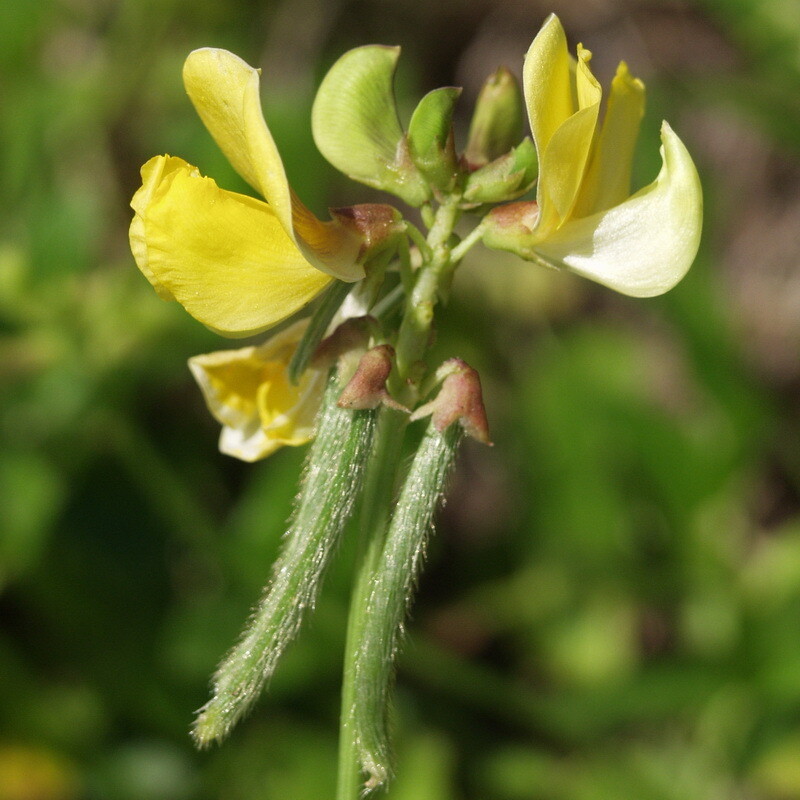Hairypod Cowpea