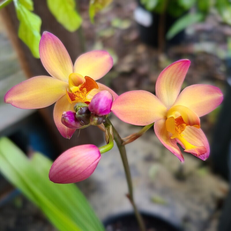 Phillipine Ground Orchid