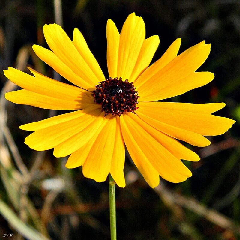 Florida Tickseed