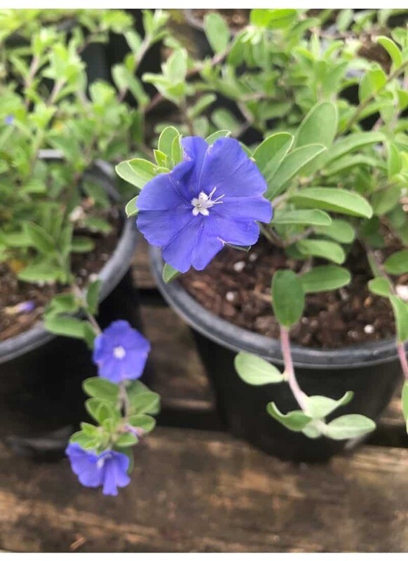 Blue Daze (Blue My Mind)