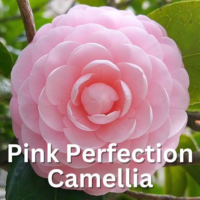 Camelia and Camelia gradient available in store at DSG in Florida