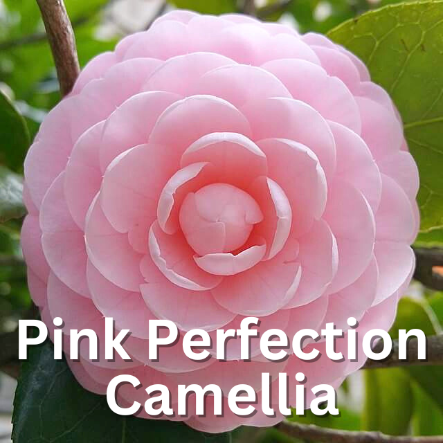 期間限定値下げ！早い者勝ち！　ＦＬＯＲＡＥ　ＪＡＰＯＮＩＣＡＥ　ＦＡＭＩＬＩＡＥ Japanese Camellia