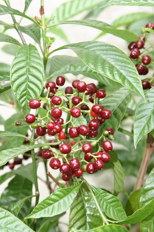Dwarf Shiny Coffee