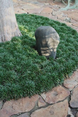 Dwarf Mondo Grass