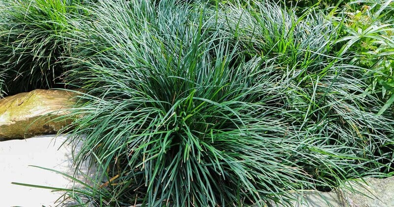 Mondo Grass