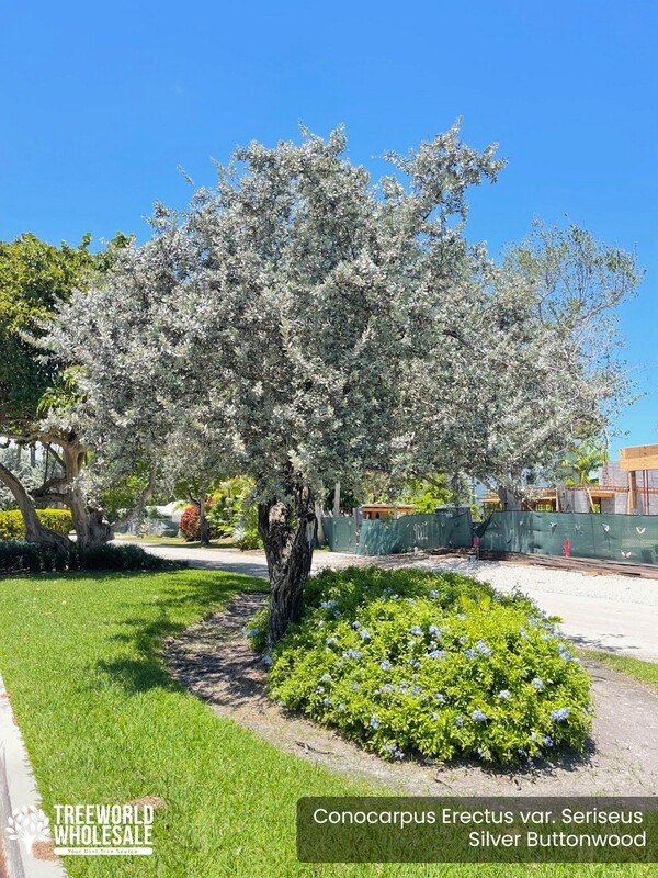 Silver Buttonwood
