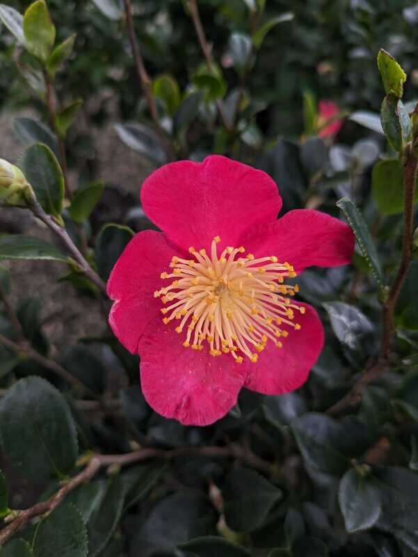 Sasanqua Camellia
