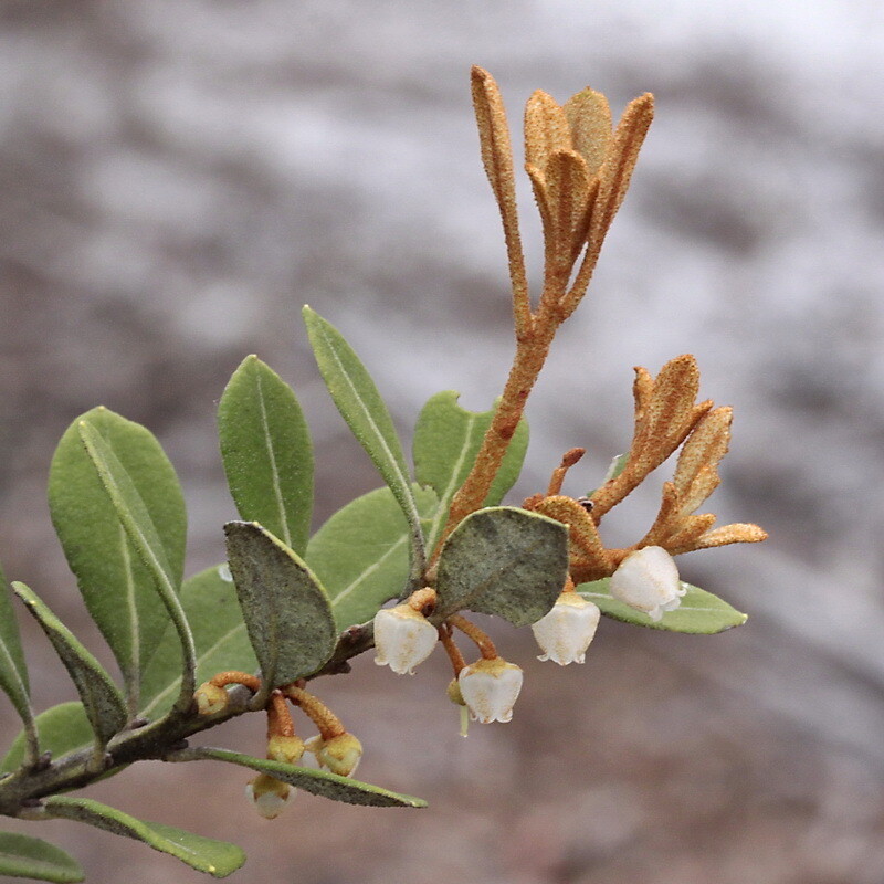 Rusty Lyonia