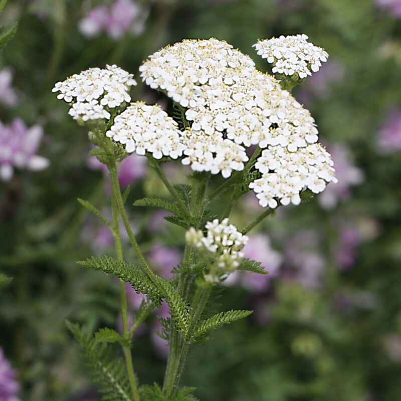 Common Yarrow
