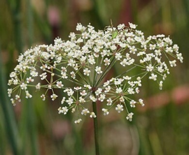 Water Cowbane