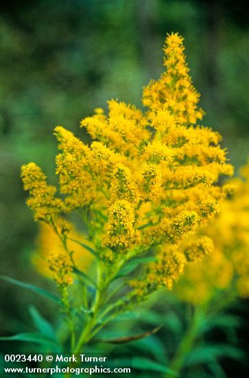 Canada Goldenrod