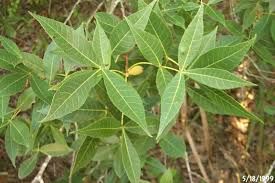Scrub Hickory (Carya floridana)