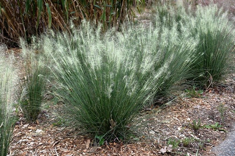 White Muhly Grass