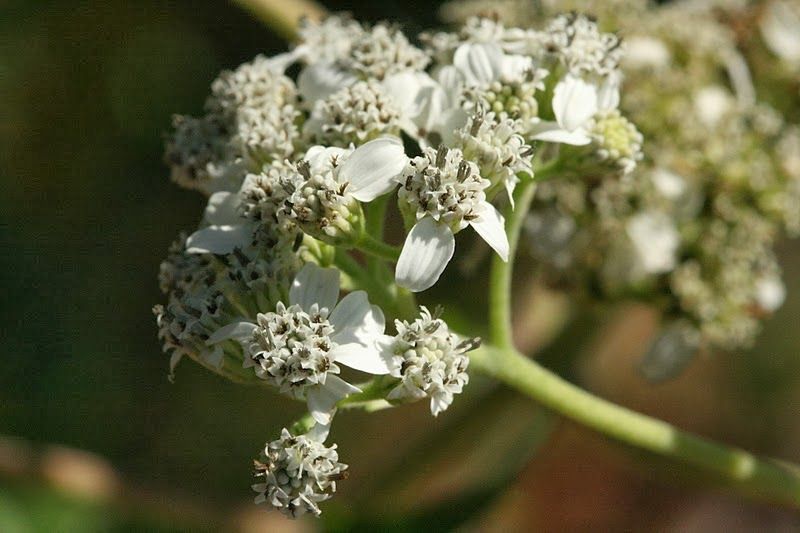 Frostweed