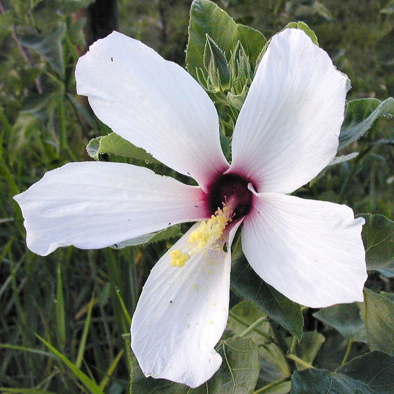 Swamp Rosemallow