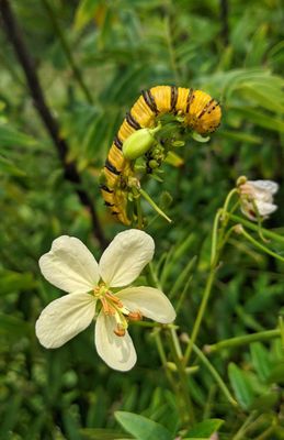 Butterfly and Moth Larval Host Plants