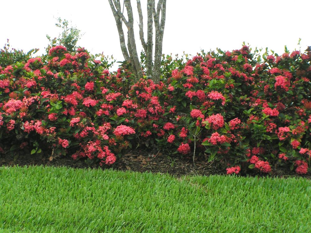 Ixora