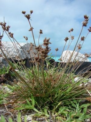 Hurricane Grass
