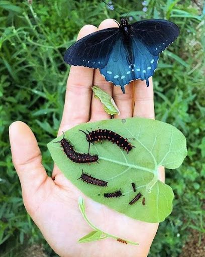 Woolly Pipevine